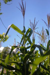 Waving Maize