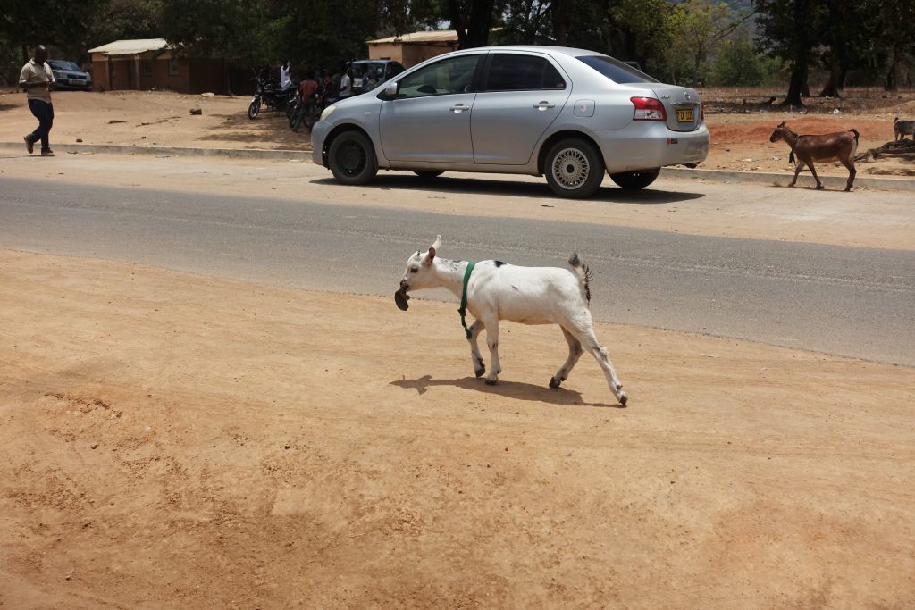 goat crossing