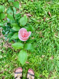 rose ready to bloom